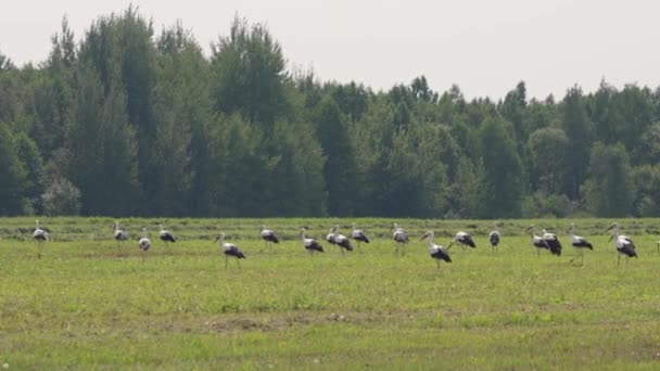 Large Flock Storks Take Field — Stock Video