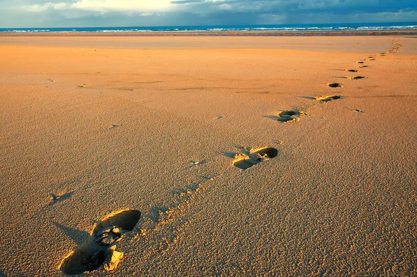 Voetafdrukken op het strand — Stockfoto