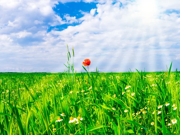 Papaver — Stockfoto