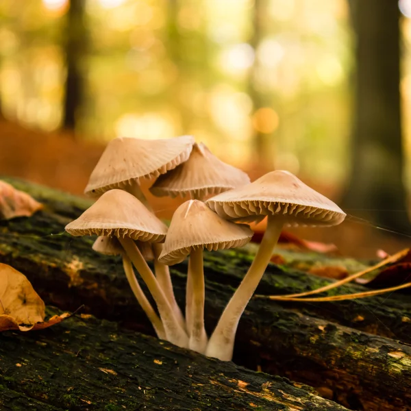 Cogumelos em outono florestal — Fotografia de Stock