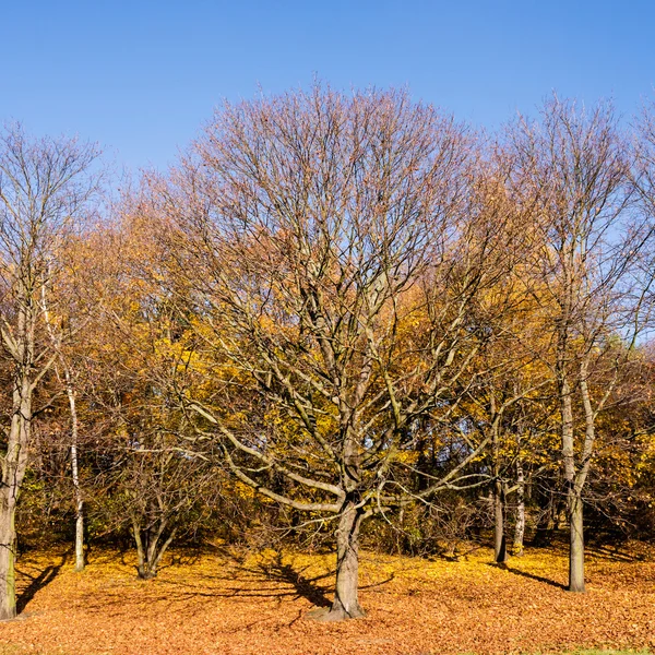 Boom in de late herfst — Stockfoto