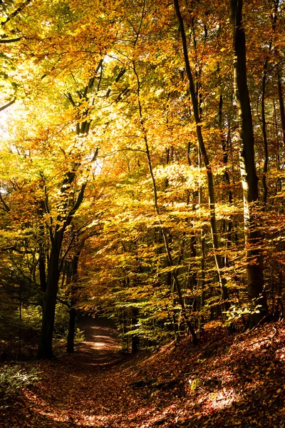 Weg im Herbst — Stockfoto