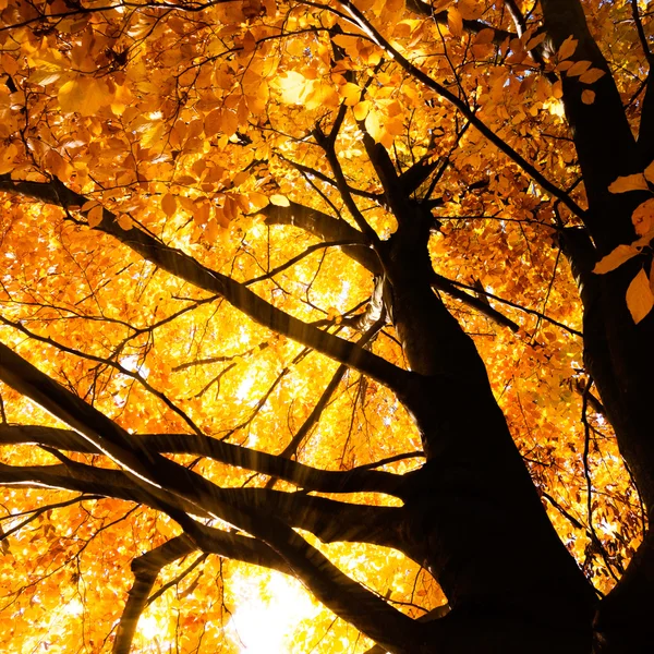 Дерево в осеннем солнечном свете — стоковое фото