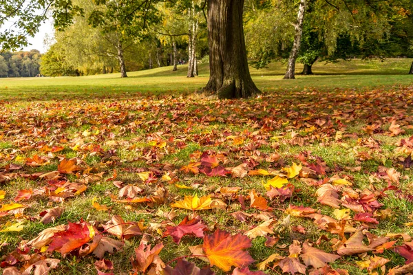 Meadow with leaves in autumn — Stock Photo, Image