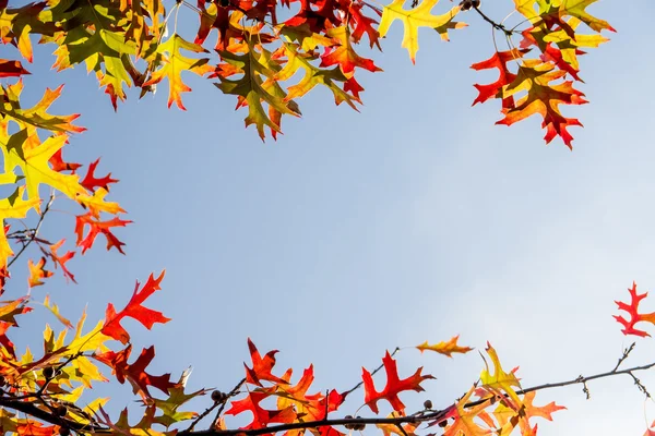 Autumn leaves border design — Stock Photo, Image
