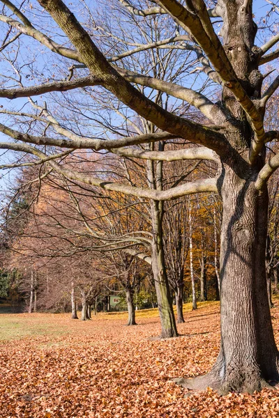 Park in late autumn — Stock Photo, Image
