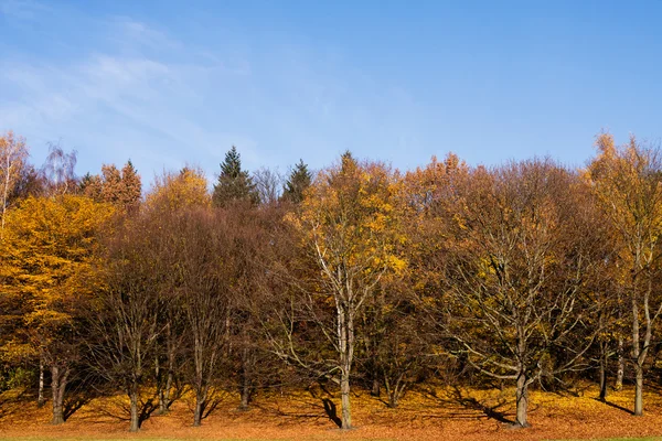 Geç sonbaharda ağaçların — Stok fotoğraf