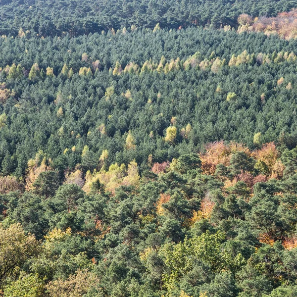 Höst skog — Stockfoto