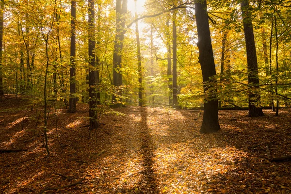 Sonnenlicht im Wald — Stockfoto