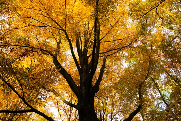 Strom počátkem podzimu — Stock fotografie