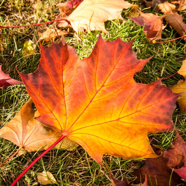 Einzelnes Blatt auf der Wiese — Stockfoto