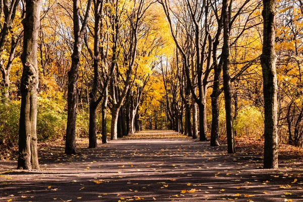 Alley in autumn — Stock Photo, Image