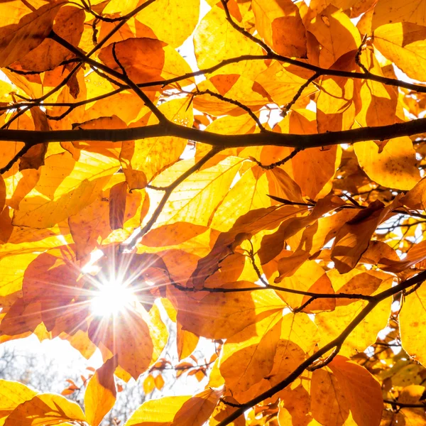 Leaves and a sunstar — Stock Photo, Image