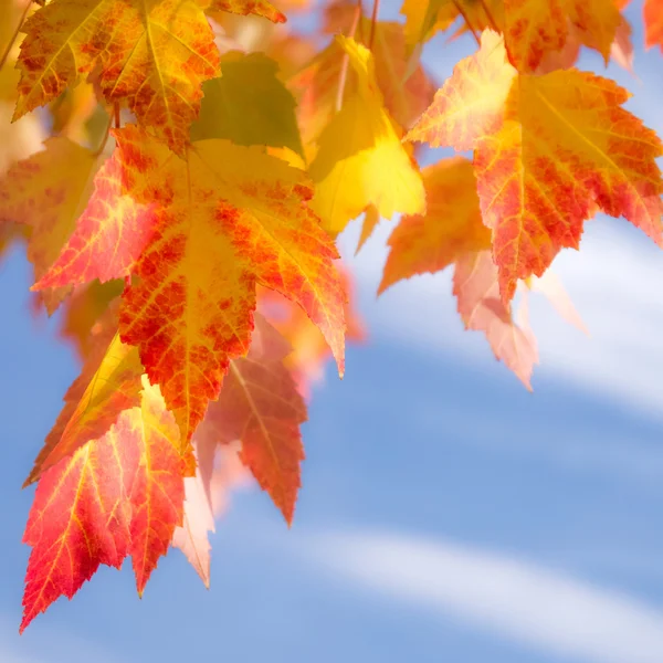 Algunas hojas de otoño copyspace Fotos de stock libres de derechos