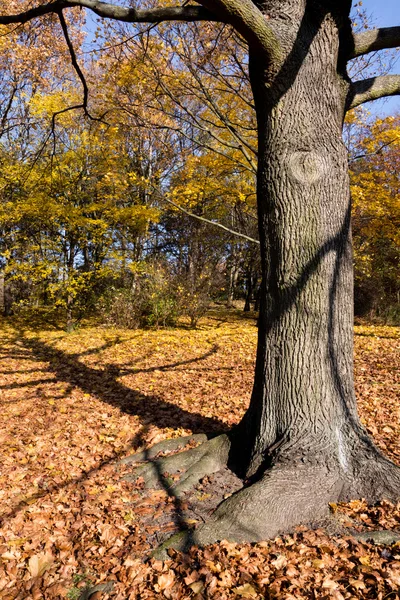 Boom in park in het najaar — Stockfoto