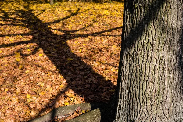 Shadow of a tree in autumn — Stock Photo, Image