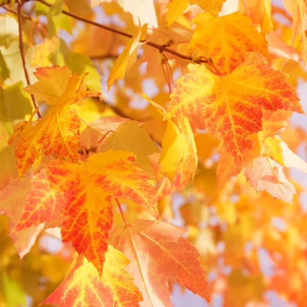 Blätter im Sonnenlicht — Stockfoto