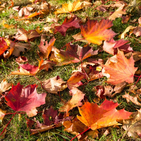 Foglie autunnali sul prato — Foto Stock