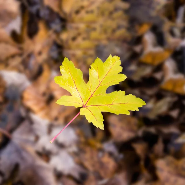 Tek sarı yaprak — Stok fotoğraf