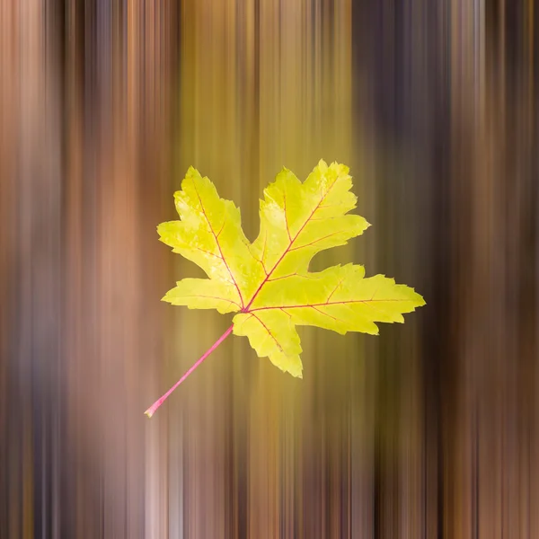 Foglia cadente — Foto Stock