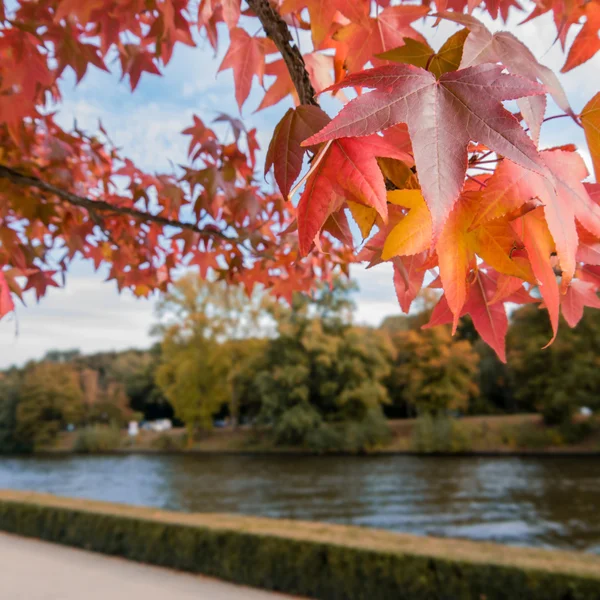 Hojas en otoño — Foto de Stock