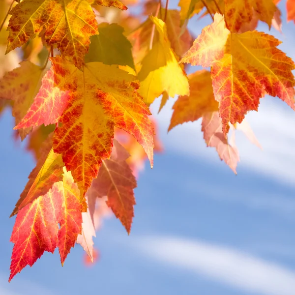 赤やオレンジ色の葉 — ストック写真