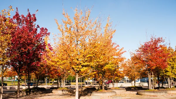 Baum im Herbst — Stockfoto