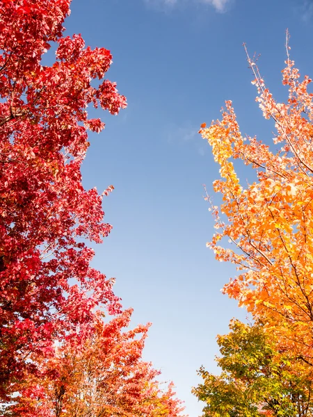 Alberi in autunno — Foto Stock