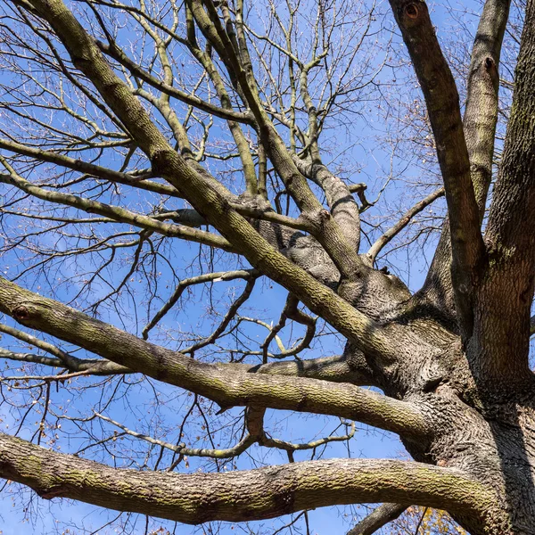 Gołe drzewa — Zdjęcie stockowe