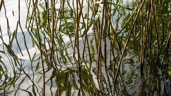 Reed z brzegu — Zdjęcie stockowe