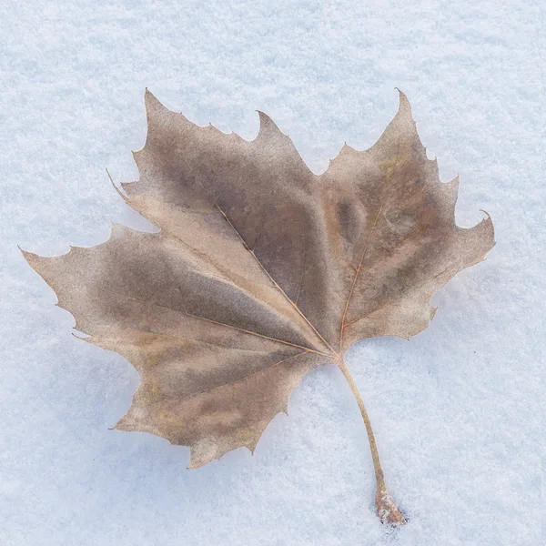 Frozen leaf — Stock Photo, Image