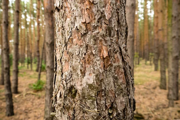 Bir orman ağacı — Stok fotoğraf