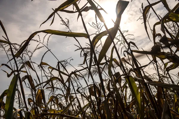 Dürre auf Maisfeldern — Stockfoto