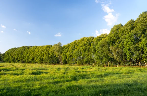 Bomen in landschap — Stockfoto