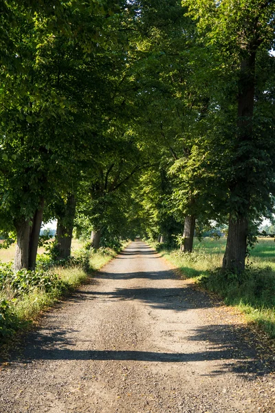 Alley in summer — Stock Photo, Image