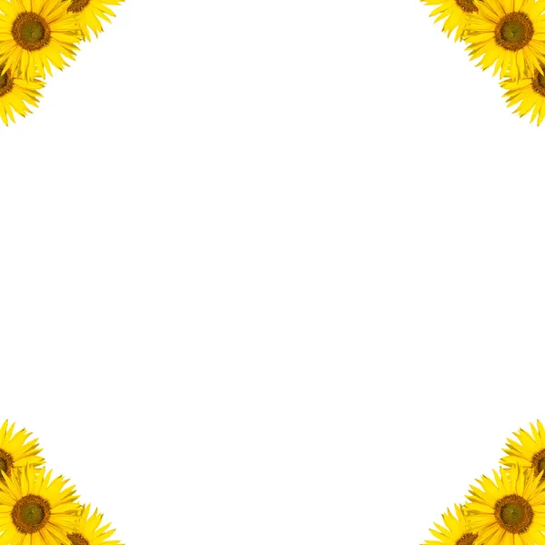 Design bordo girasole — Foto Stock