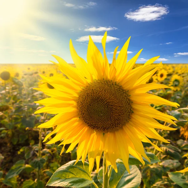 Ayçiçeği ve güneş ışınları — Stok fotoğraf