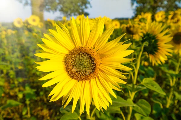 Girassol em sol em um campo — Fotografia de Stock