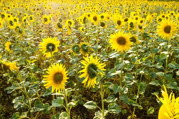 Zonnebloem veld — Stockfoto