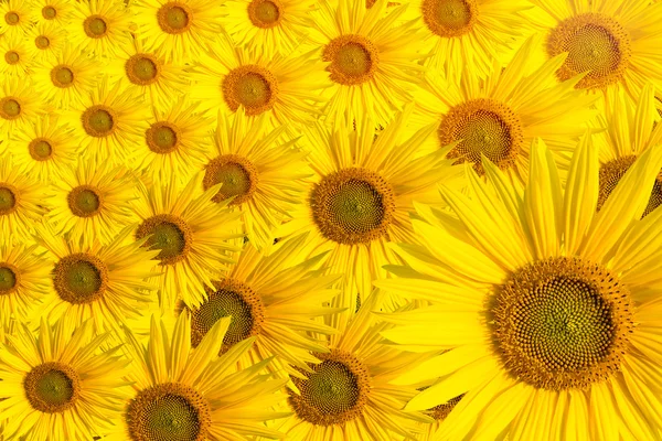 Zonnebloem achtergrond tekst ruimte — Stockfoto