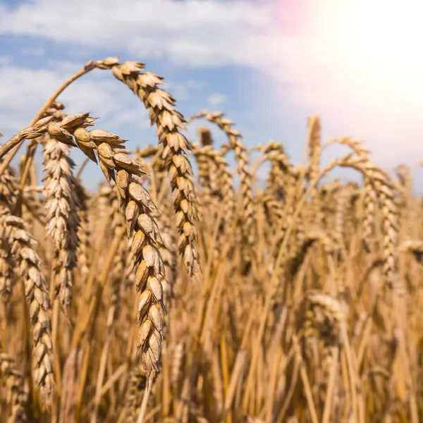 在阳光下小麦的耳朵 — 图库照片