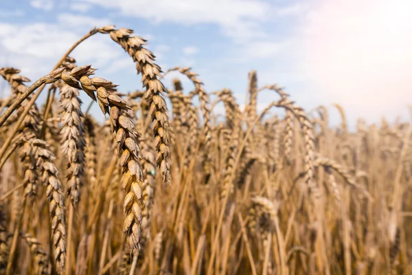 Spiga di grano alla luce del sole — Foto Stock