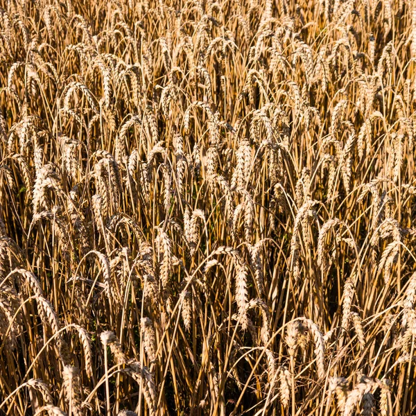 Wheat field background — Stock Photo, Image