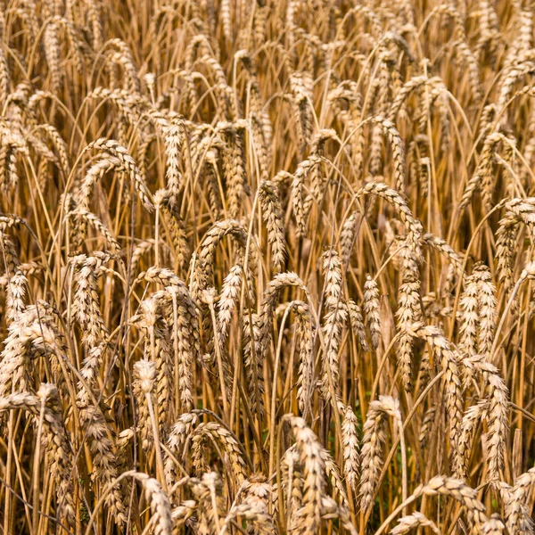 Wheat field texture copyspace — Stock Photo, Image