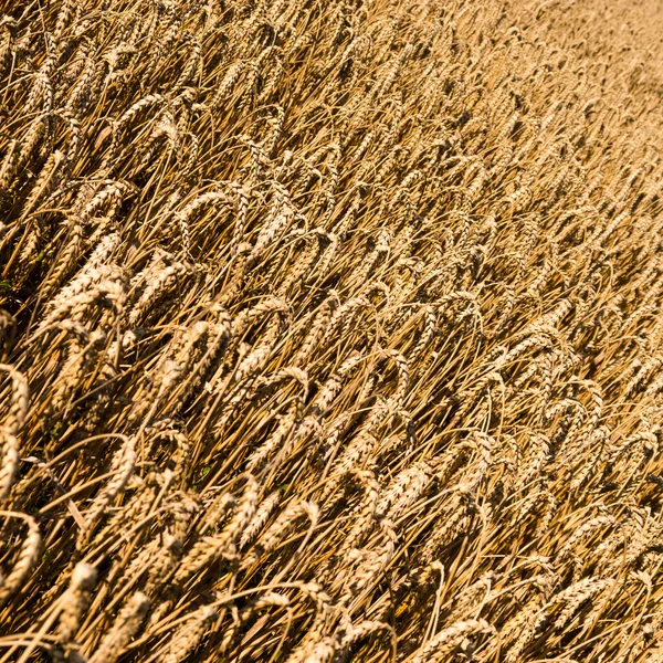Pšenice pozadí textu prostor — Stock fotografie