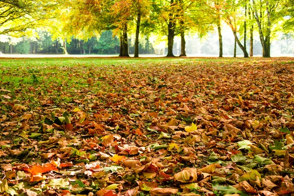 Bladeren in de herfst — Stockfoto