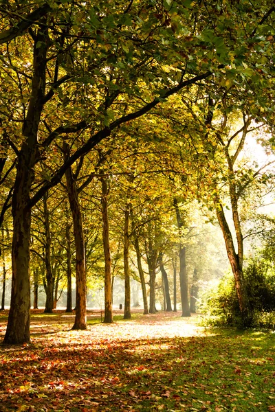 Trees in sunlight — Stock Photo, Image