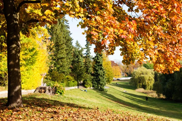 Autumn tree in a park — Stock Photo, Image