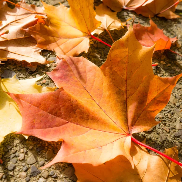 Листья на тротуаре — стоковое фото