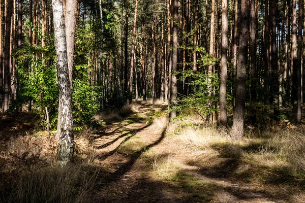 森林中的路径 — 图库照片